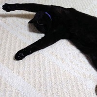 スピーカーのアイコン画像